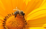 Pszczoły są bardzo rozgadane - naukowcy poznali źródło ich dźwięku