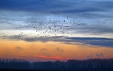 Lubuskie/ Rozpoczęła się wiosenna migracja gęsi i innych ptaków