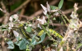 Entomolog: ćma bukszpanowa i inne nowe gatunki doczekają się naturalnych wrogów