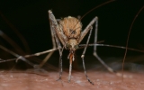 Komary coraz chętniej będą gryzły ludzi