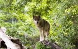 Jak uniknąć spotkania z wilkiem czy niedźwiedziem? Wskazówki od WWF Polska