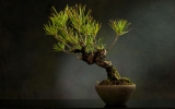 Jak dbać i uprawiać drzewka bonsai?