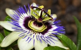 Męczennica błękitna, czyli passiflora – kwiat pęki pańskiej