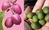 Minikiwi - jesienny, jagodowy, polski superowoc, z najwyższą zawartość mio-inozytolu. Doskonały dla osób zmagających się z insulinoopornością, kobiet z PCOS, ale nie tylko