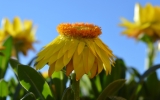 Kocanka ogrodowa – roślina, która pozwoli nam na zasuszenie lata