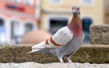 Ptasie ferie - jakie gatunki i dlaczego spotkamy najczęściej w mieście